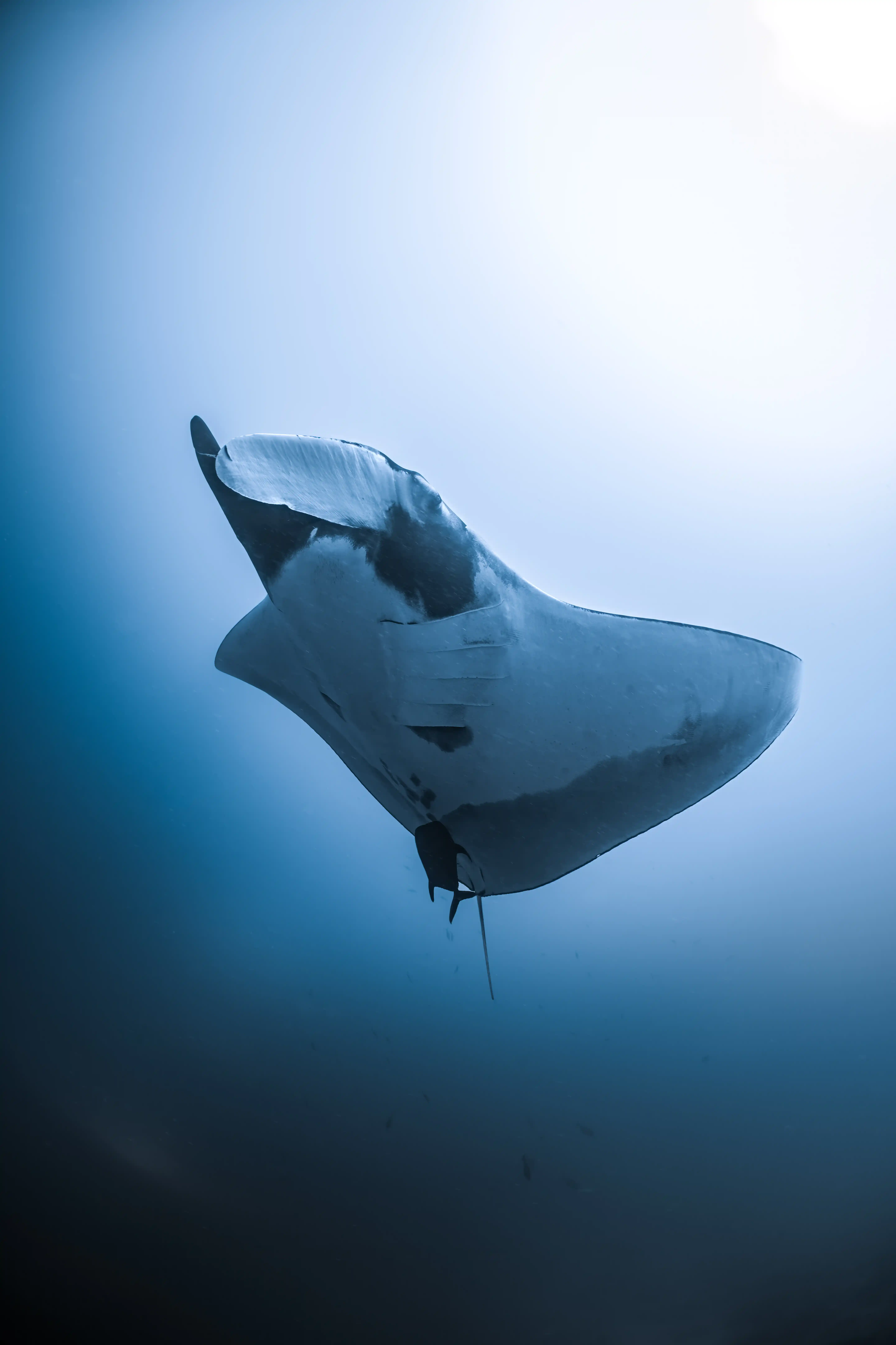 Underwater photographer capturing tiger shark image at Tiger Harbour dive site Fuvahmulah
