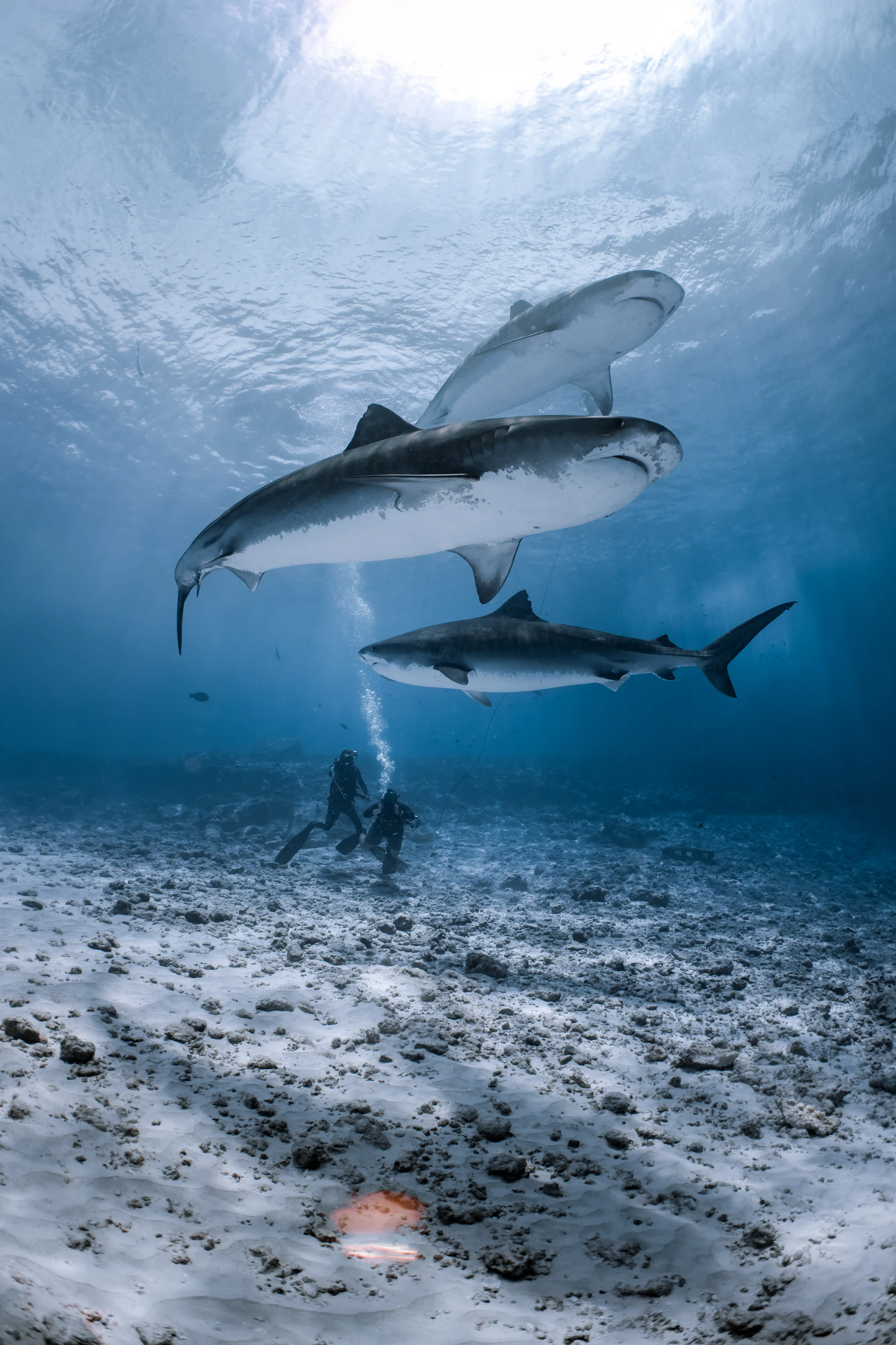 Tiger shark silhouette against blue water Fuvahmulah