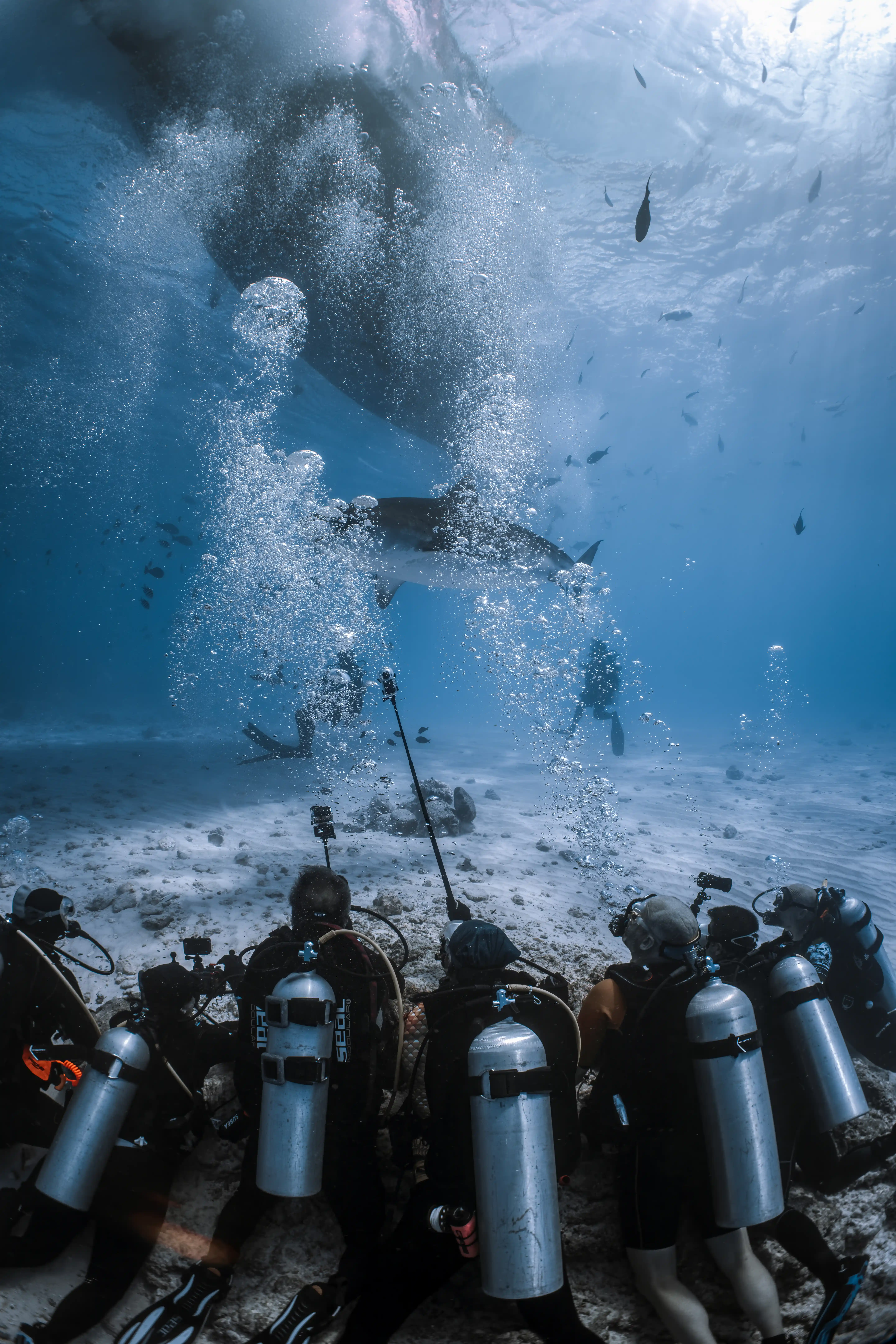 Pelagic marine life encounter Fuvahmulah