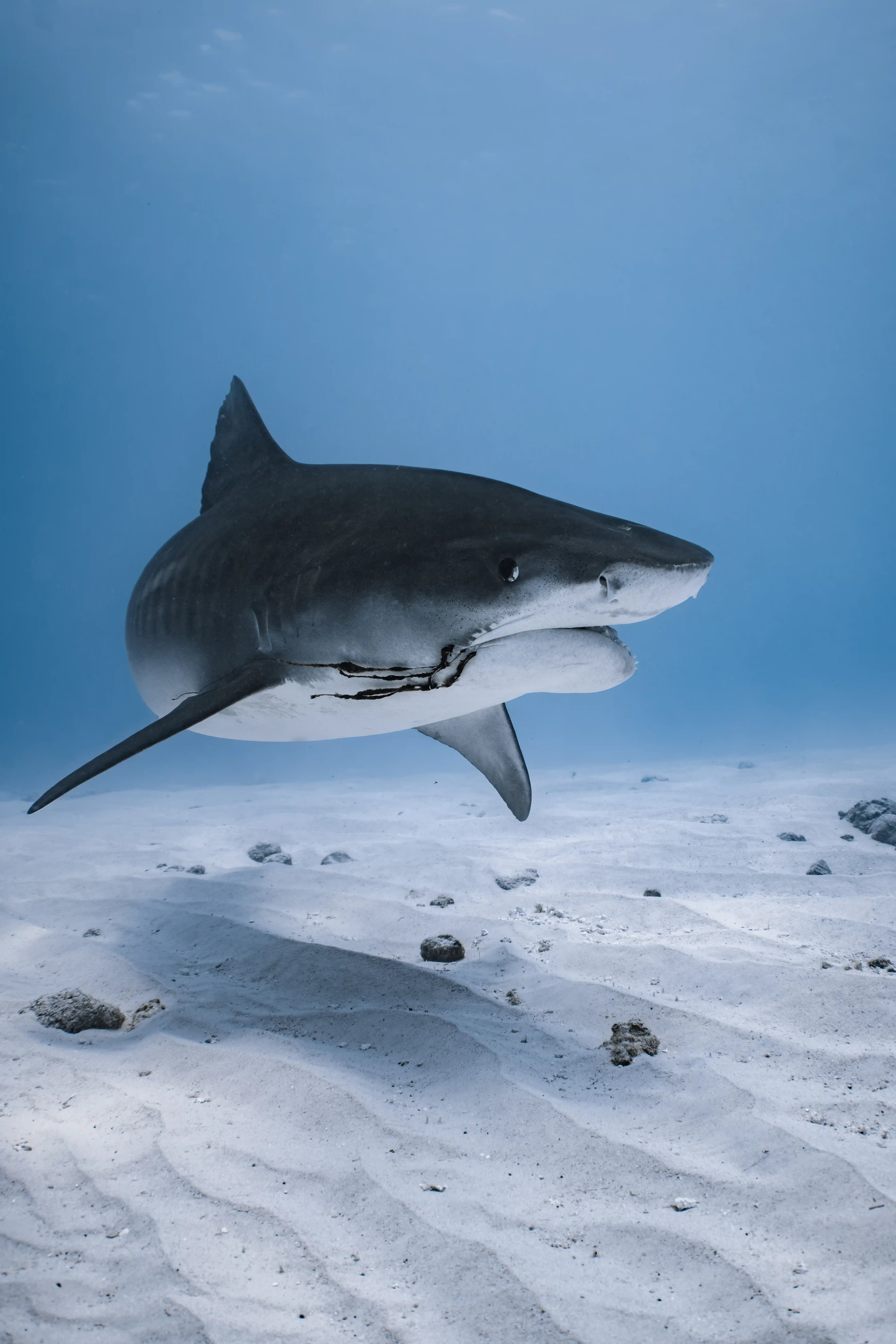 Hammerhead shark silhouette deep reef Fuvahmulah
