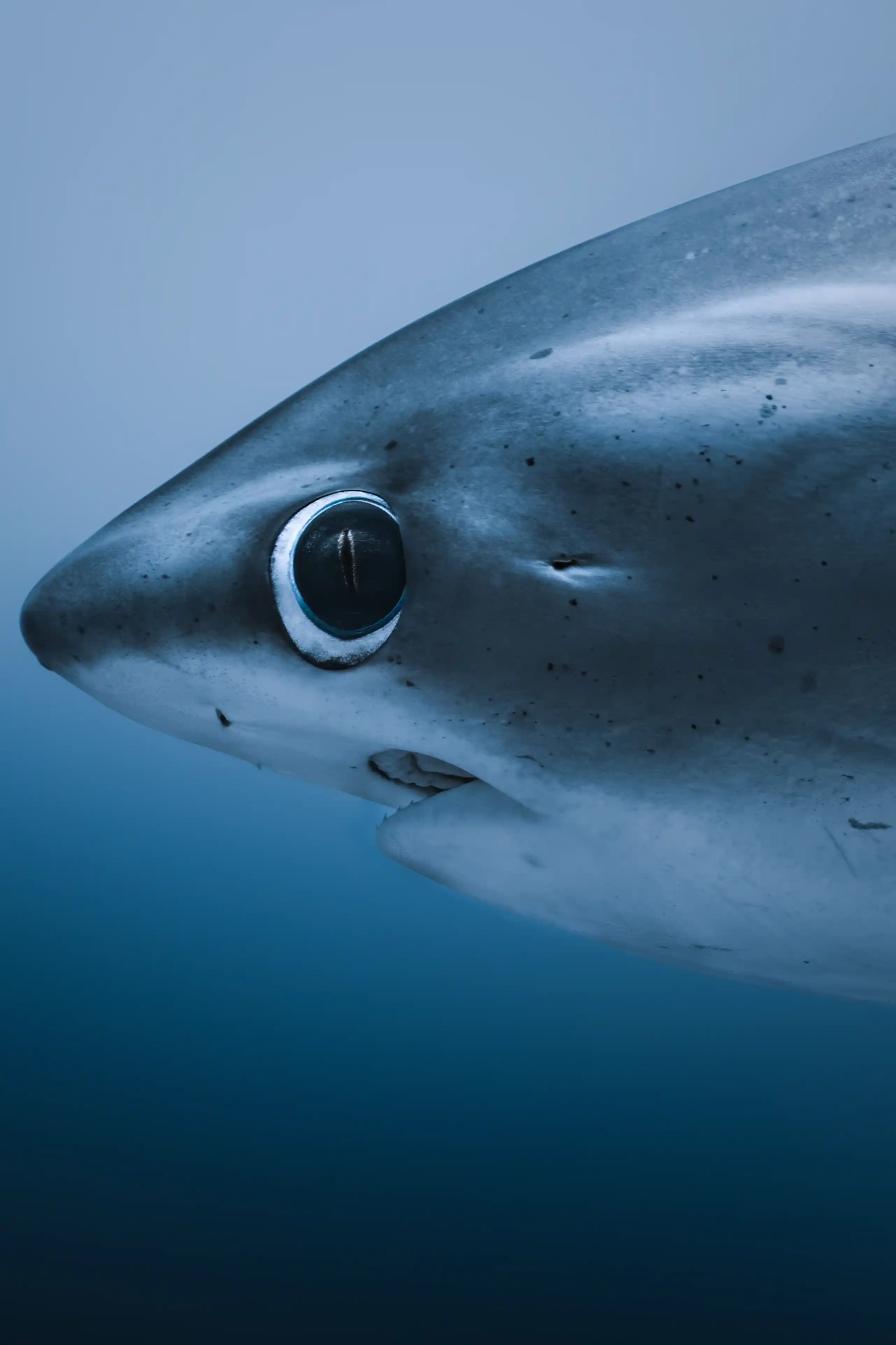 Close-up of Pelagic Thresher Shark eye Fuvahmulah