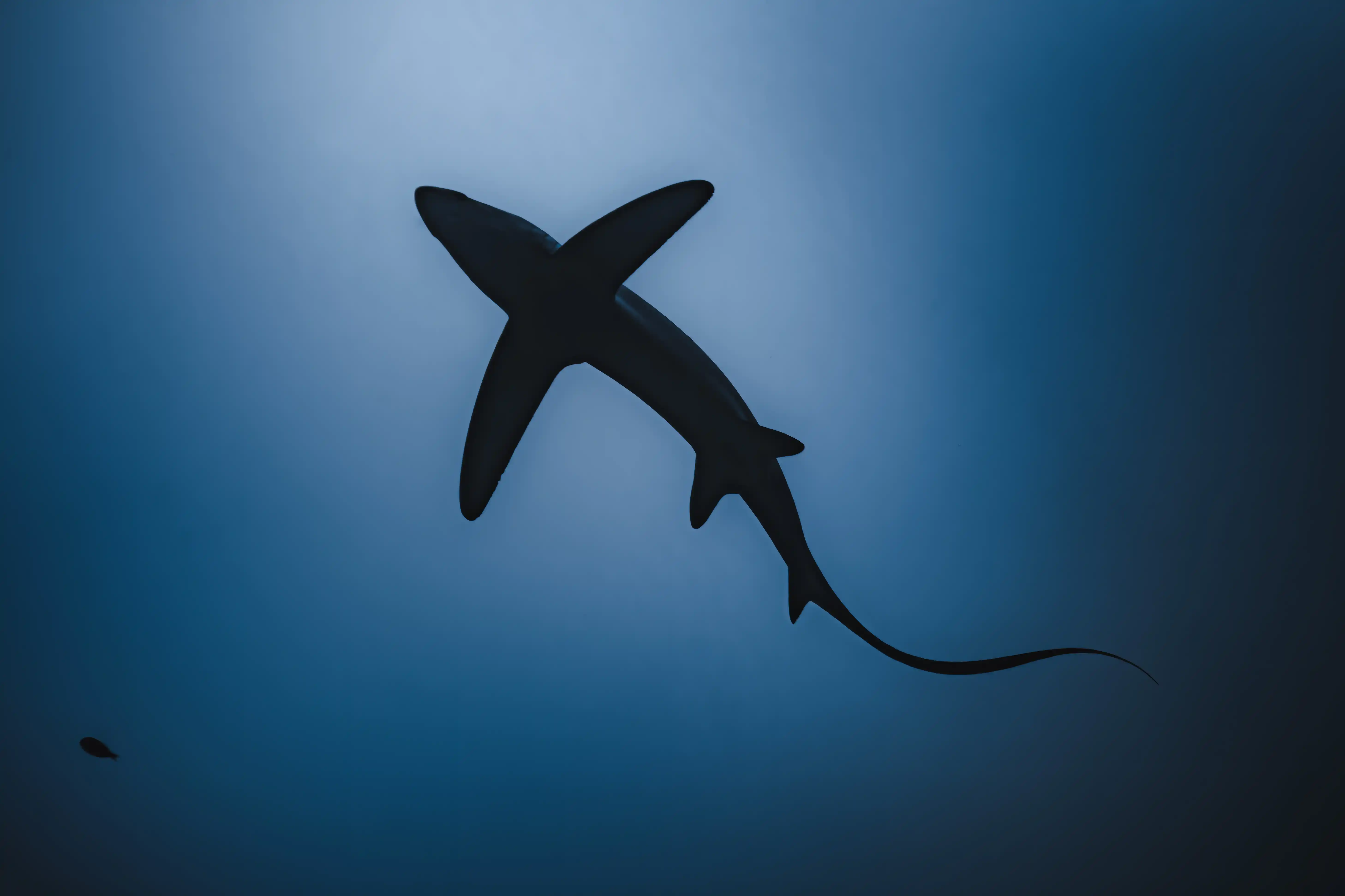 Thresher shark silhouette showing long tail fin Fuvahmulah