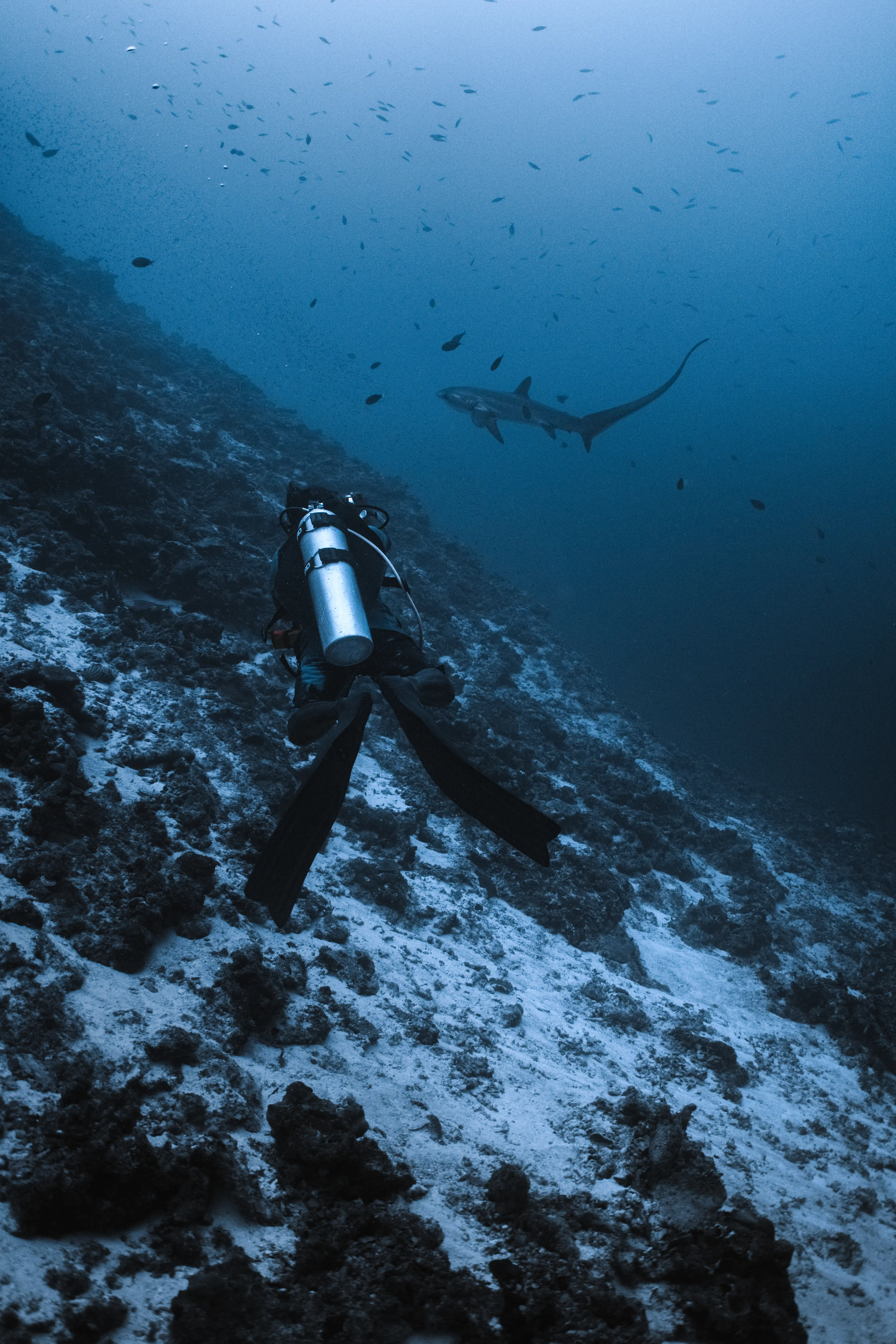 Pelagic Thresher Shark cleaning ritual Fuvahmulah